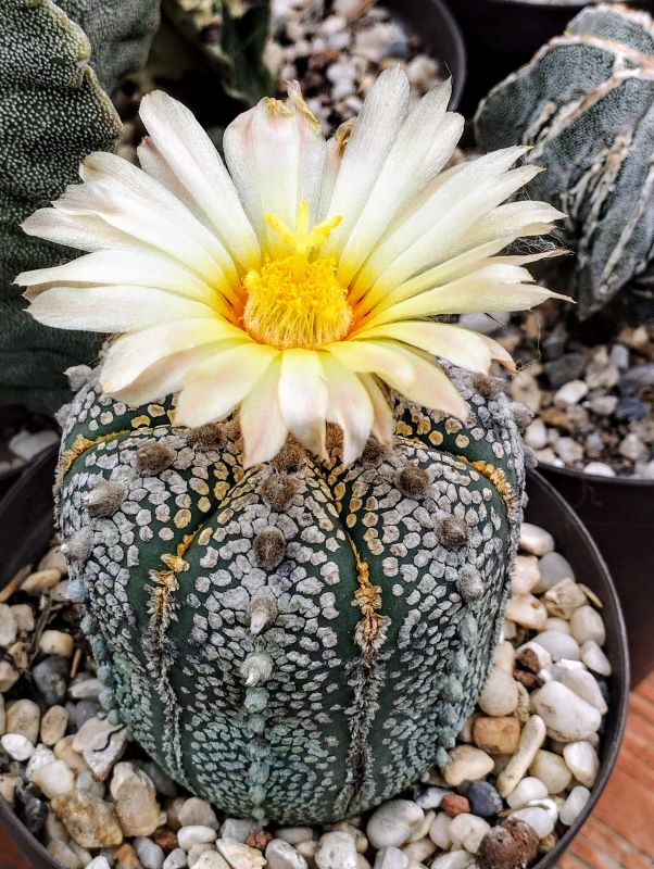Astrophytum asterias cv super Kabuto