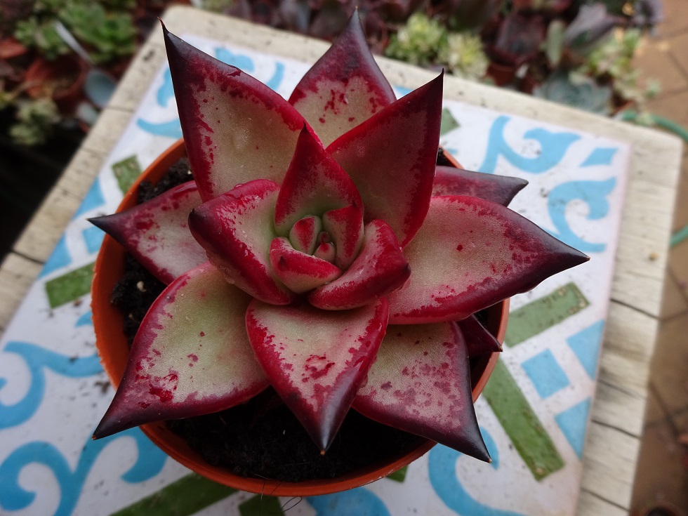 Echeveria agavoides Ebony.JPG