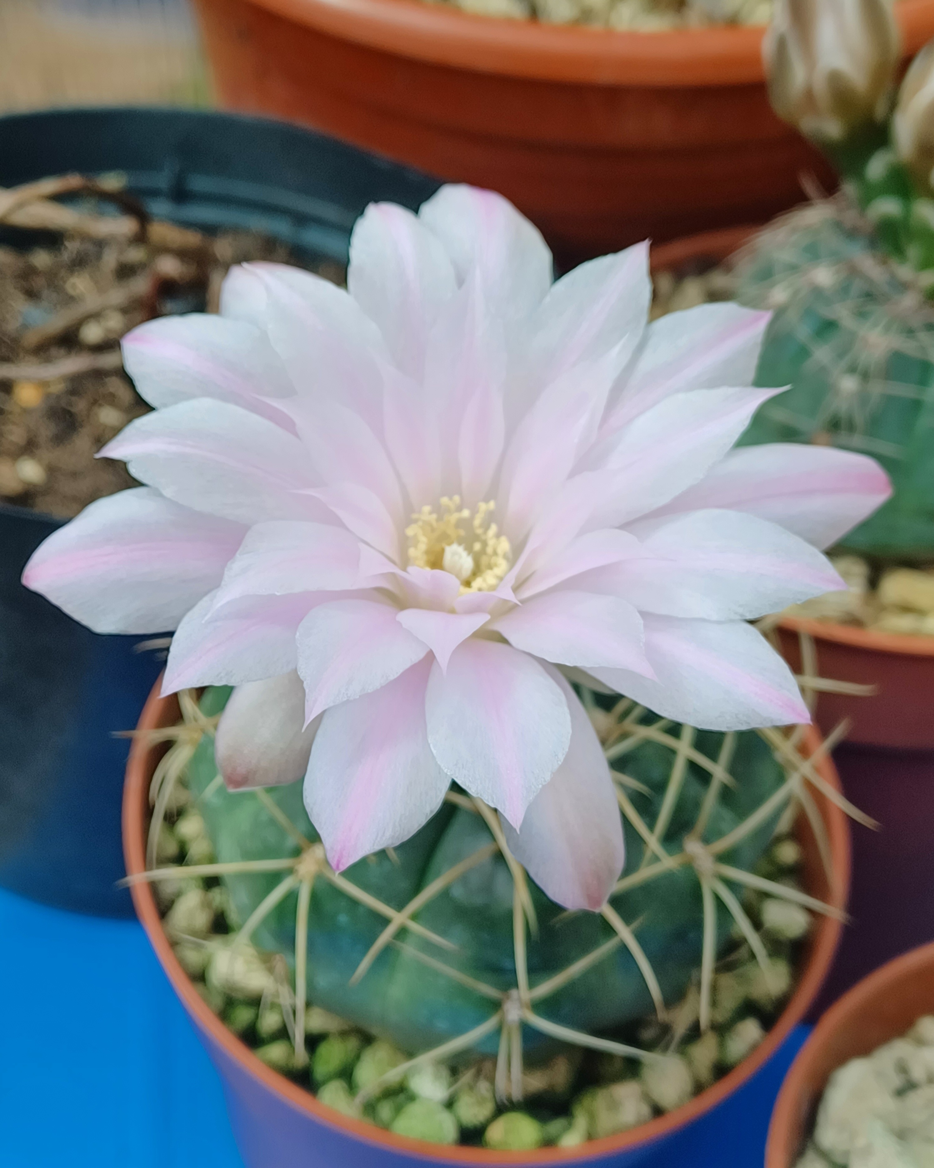 No lo tengo identificado, pero la flor es divina...