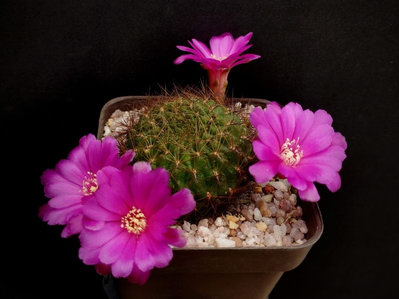 Sulcorebutia mentosa