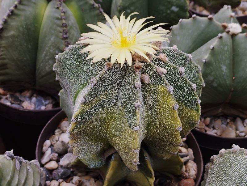 Astrophytum híbrido f variegata