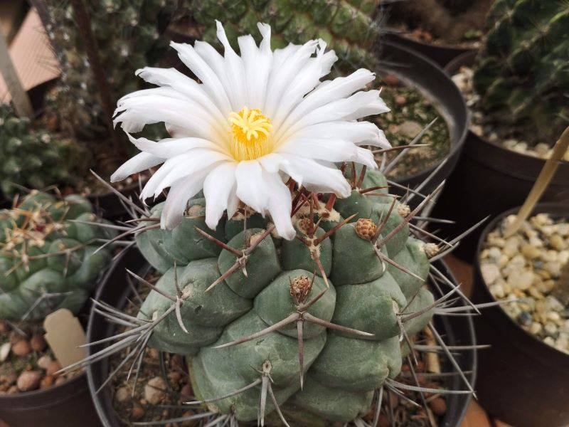 Thelocactus hexaedrophorus v lloydii