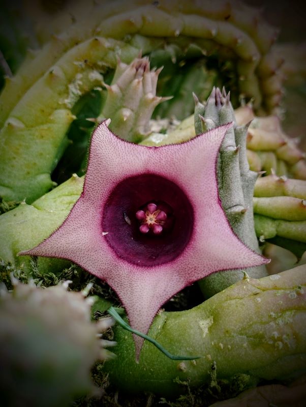 Huernia schneideriana v Rose