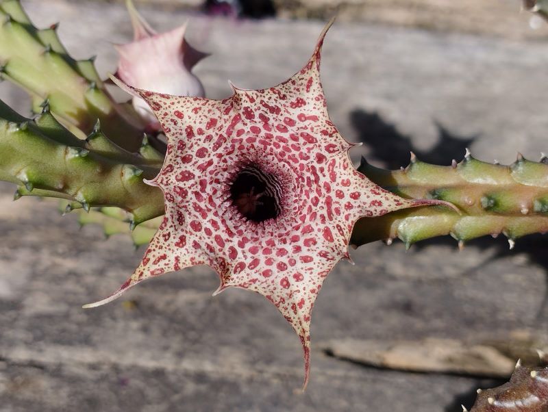 Huernia hislopii