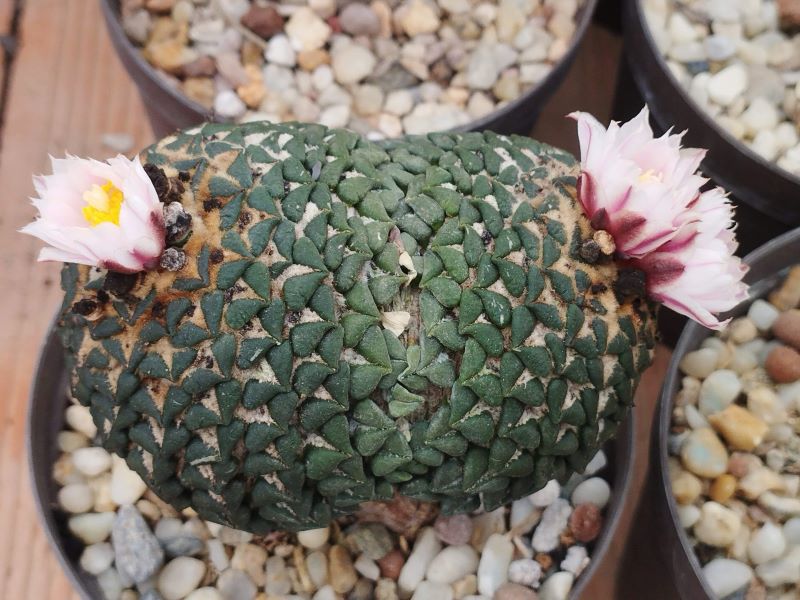 Ariocarpus kotschoubeyanus albiflorus bicéfalo