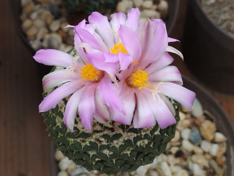 Ariocarpus kotschoubeyanus v v macdowellii albiflorus