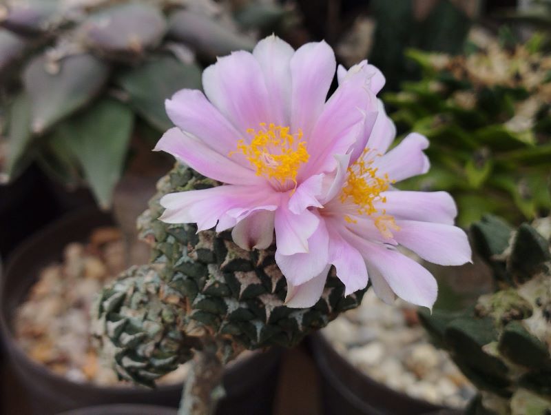 Ariocarpus kotschoubeyanus v v macdowellii albiflorus