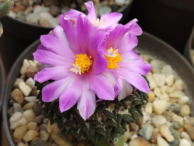 Ariocarpus kotschoubeyanus v macdowellii
