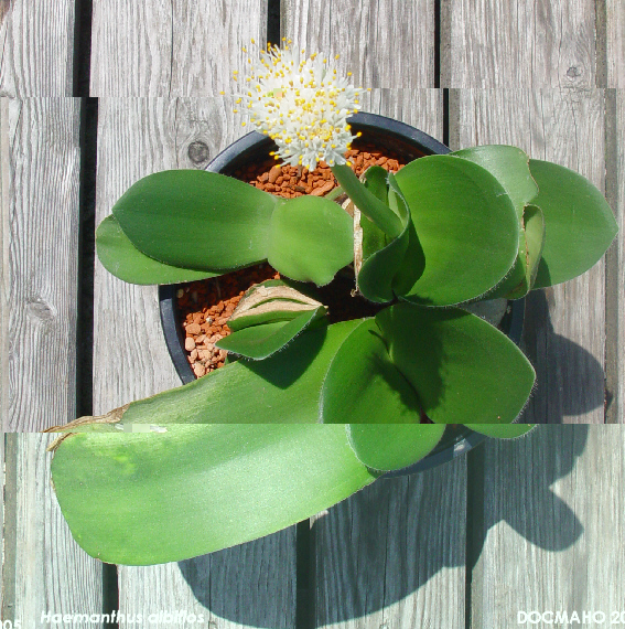 haemanthus_albiflos_2005-06-24a[1].jpg