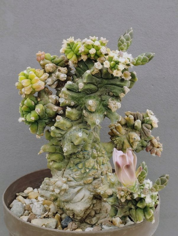 Gymnocalycium mihanovichii f monstruosa