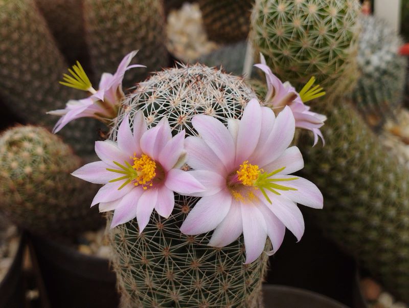 Mammillaria alamensis