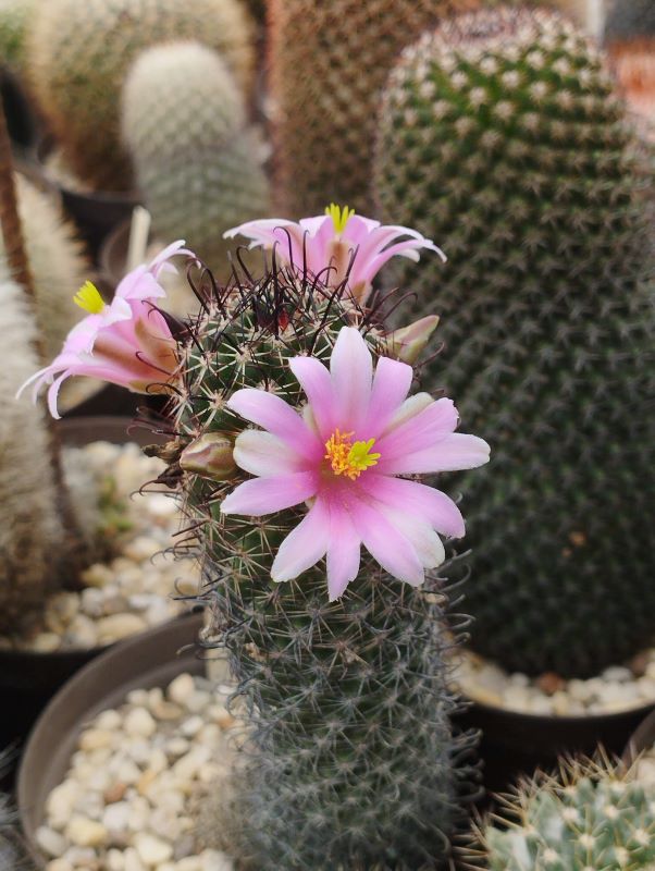 Mammillaria swinglei