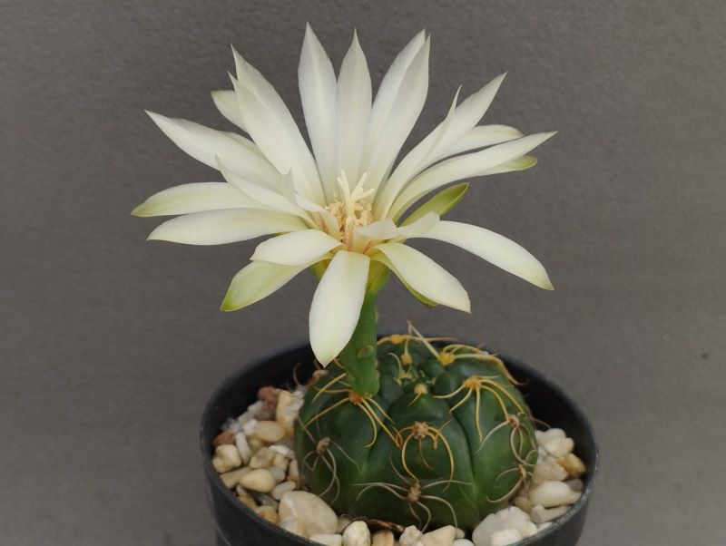 Gymnocalycium angelae