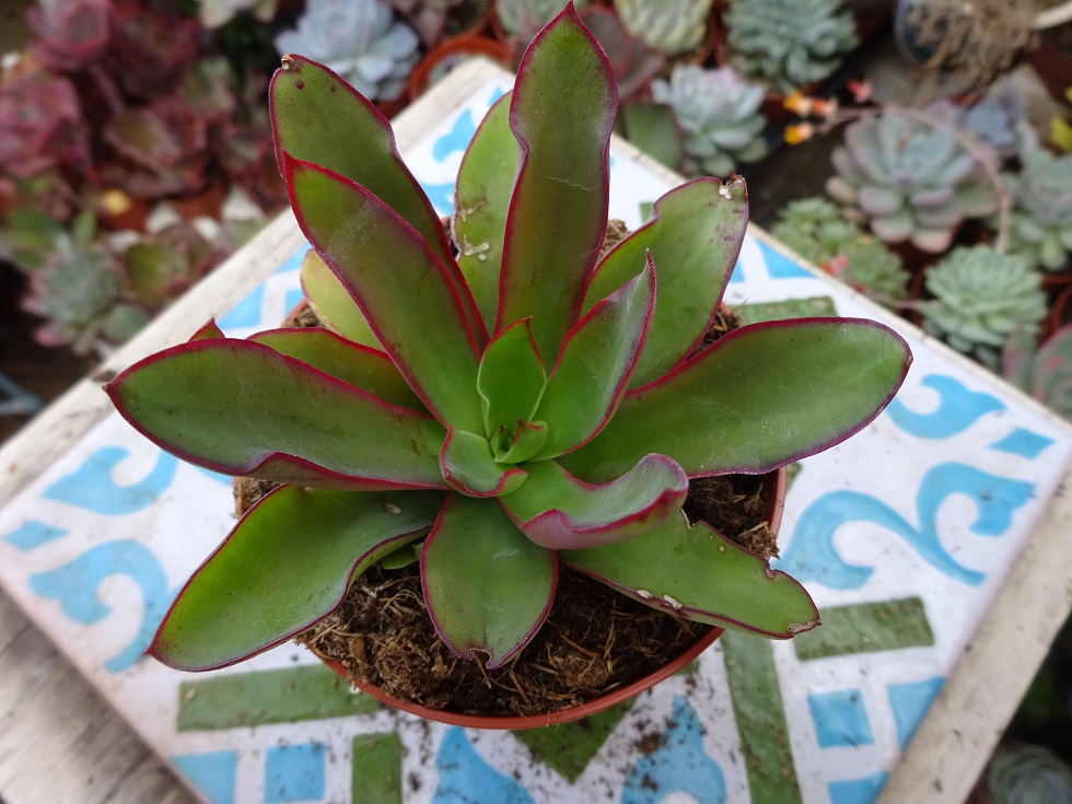 Echeveria walpoleana.JPG