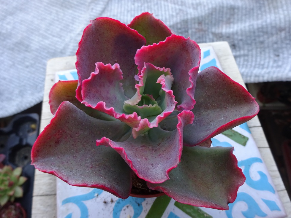 Echeveria Dick's Pink.JPG