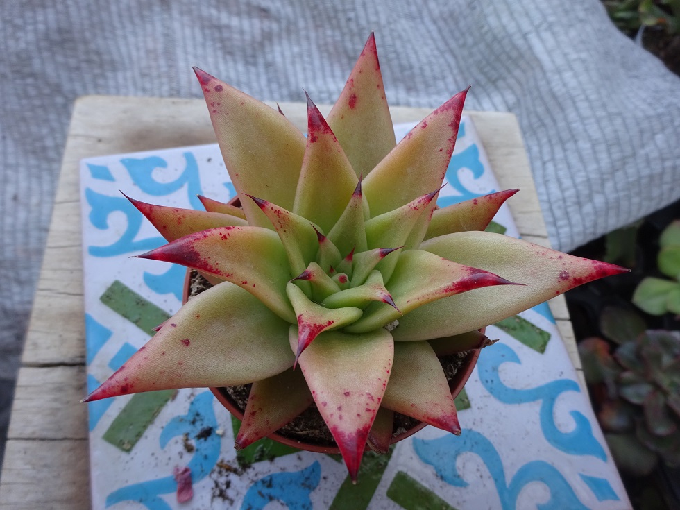 echeveria agavoides Contepec.JPG