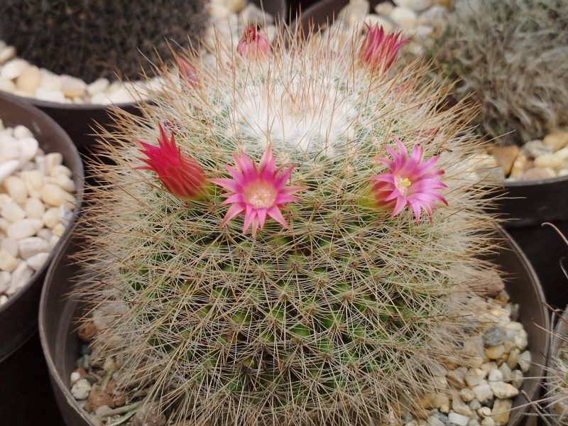 Mammillaria nunezii ssp bella (Taxco)