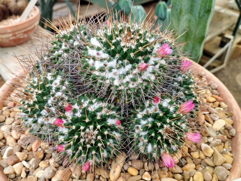 Mammillaria apozolensis v saltensis