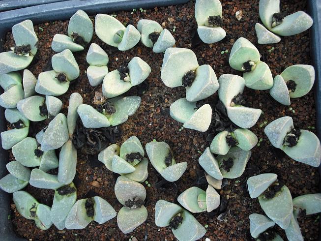 cactus.es 089.jpg