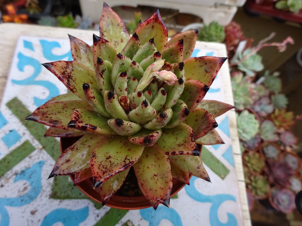 Echeveria agavoides 'Ebony' x cuspidata var zaragozae.JPG