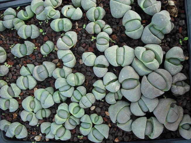 cactus.es 091.jpg