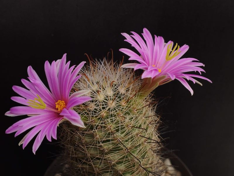 Mammillaria boolii