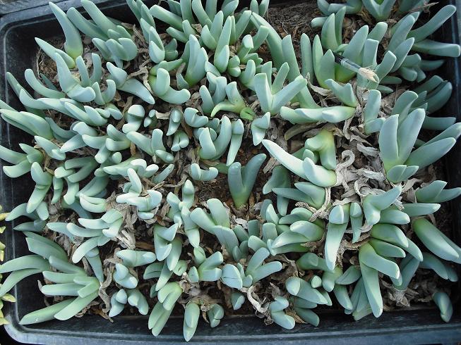 cactus.es 092.jpg