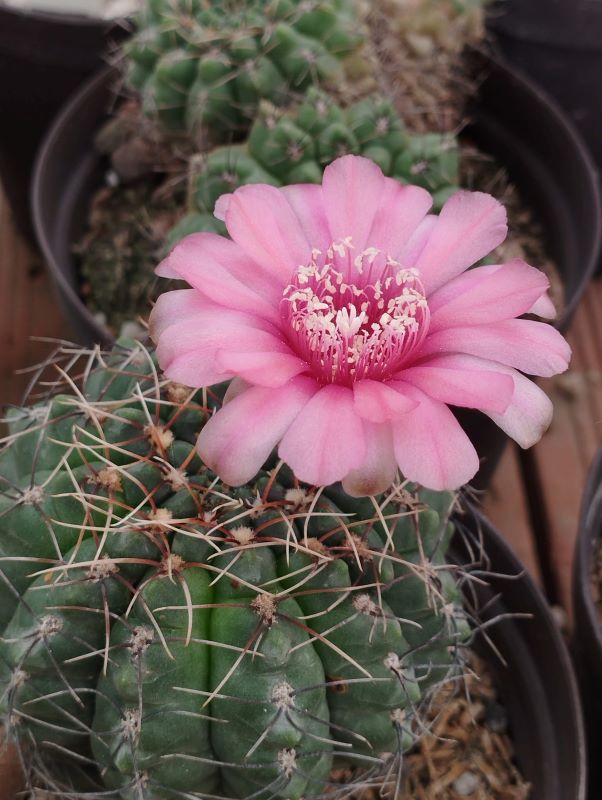 Gymnocalycium baldianum