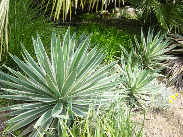 Agave1.JPG