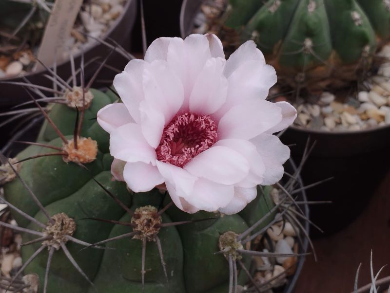 Gymnocalycium pflanzii