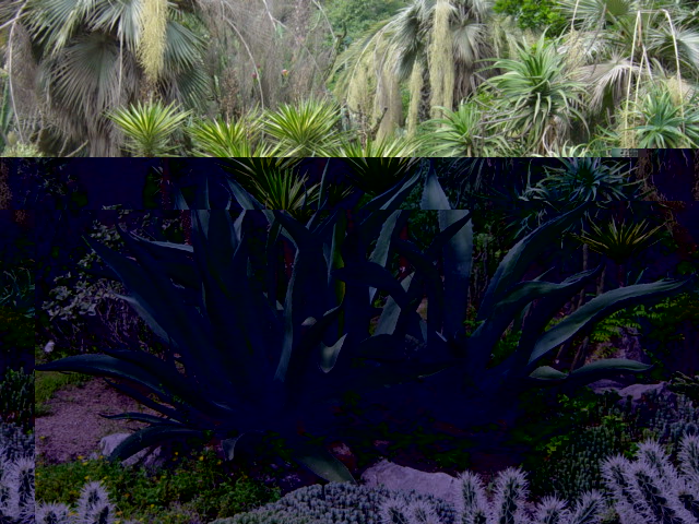 Agave Americana.JPG
