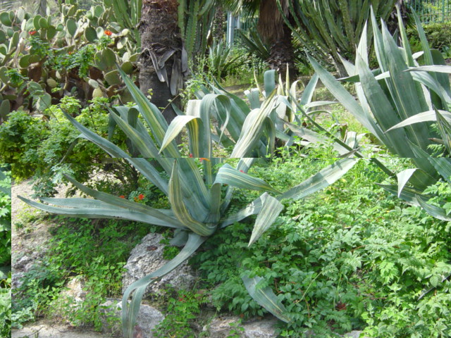Agave Americana striata-1.JPG