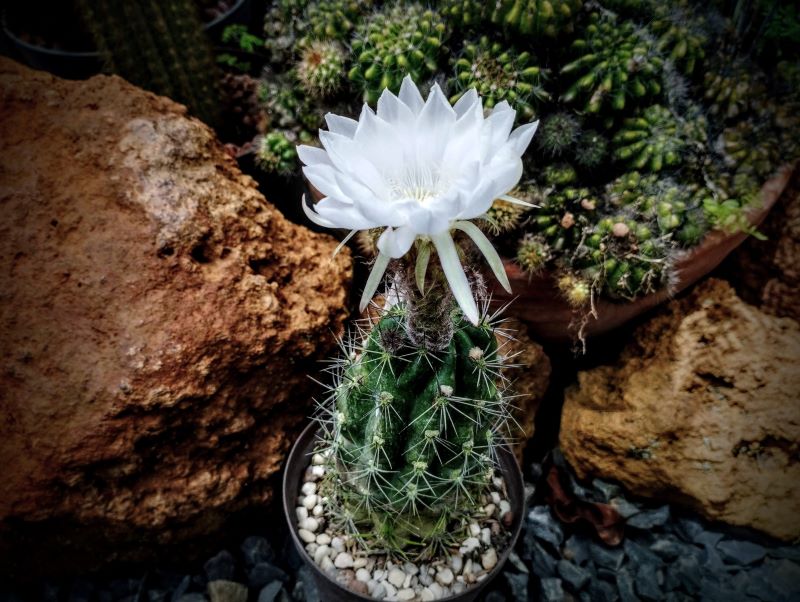Lobivia caineana v albiflora