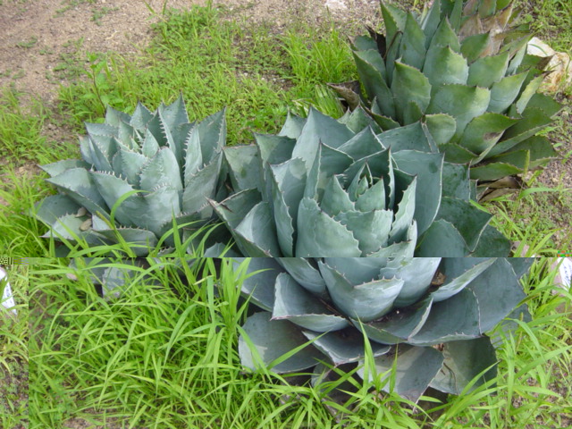 Agave Potatorum.JPG
