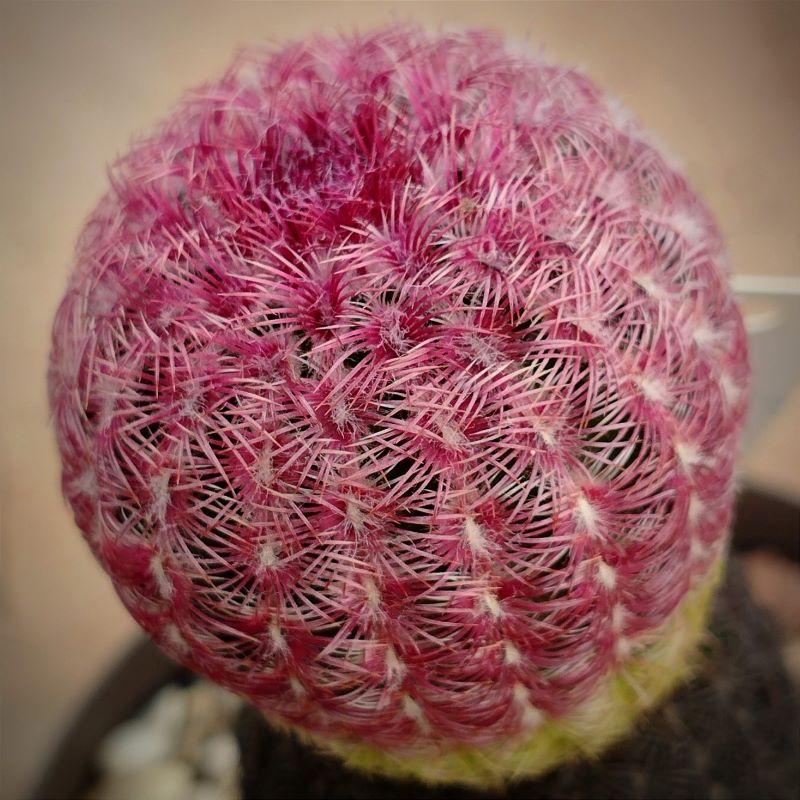 Echinocereus rigidissimus v rubrispinus