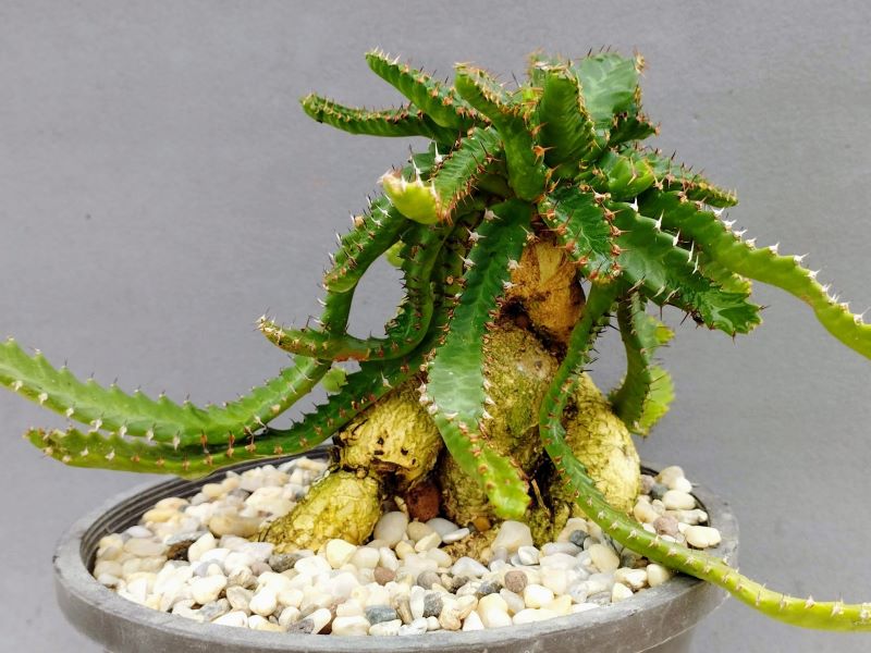 Euphorbia stellata