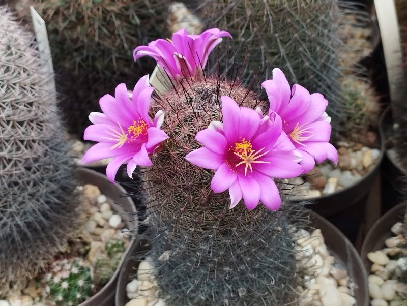 Mammillaria grahamii