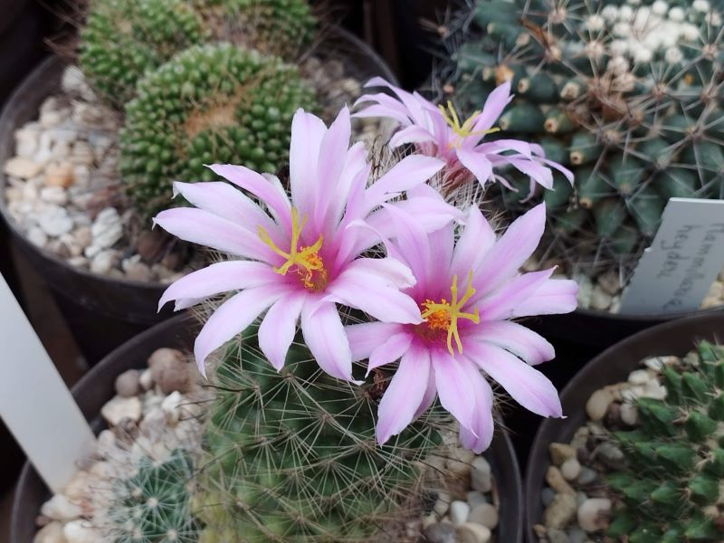 Mammillaria insularis