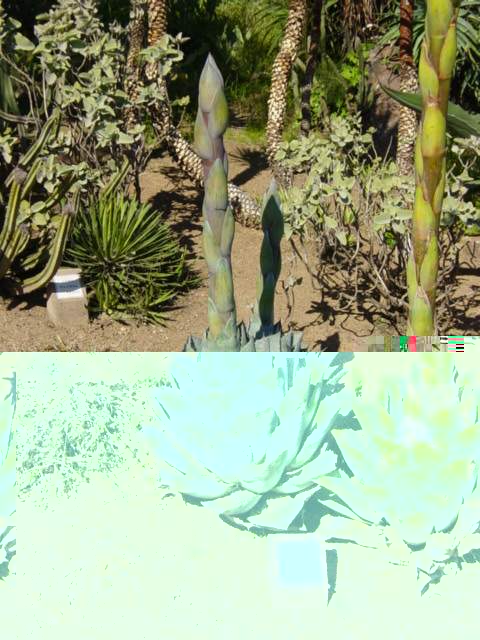 Agave Potatorum1.JPG