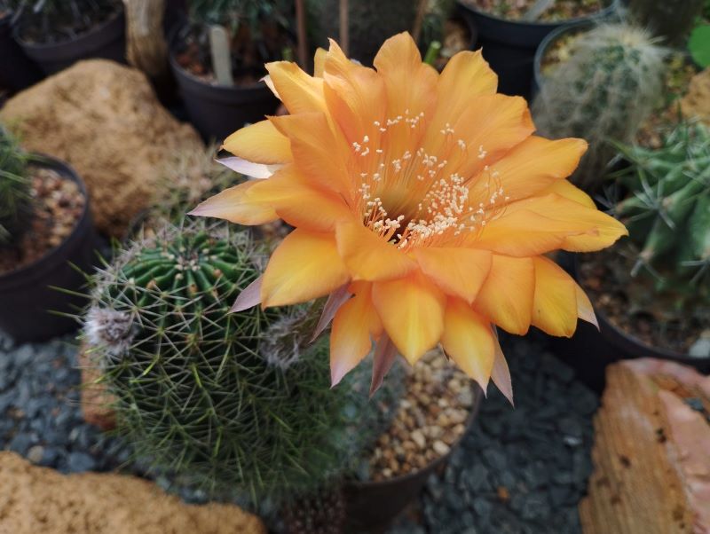 Echinopsis cv "Oriole"