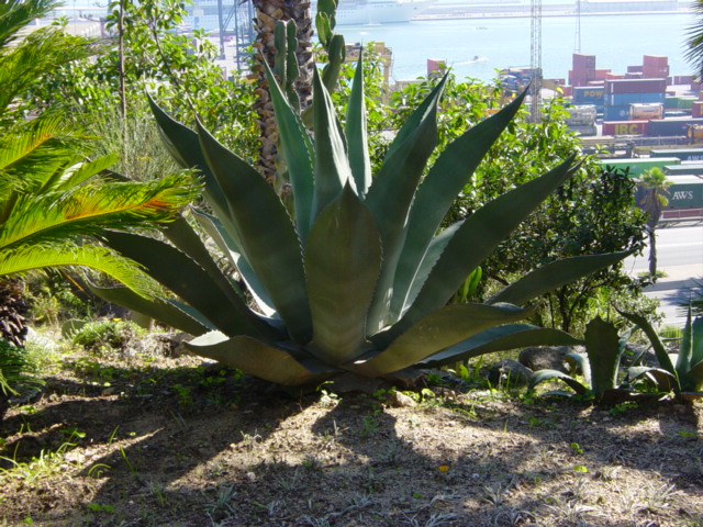 Agave americana var. ferox.JPG