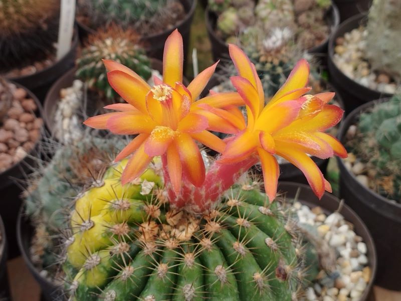 Matucana intertexta f variegata