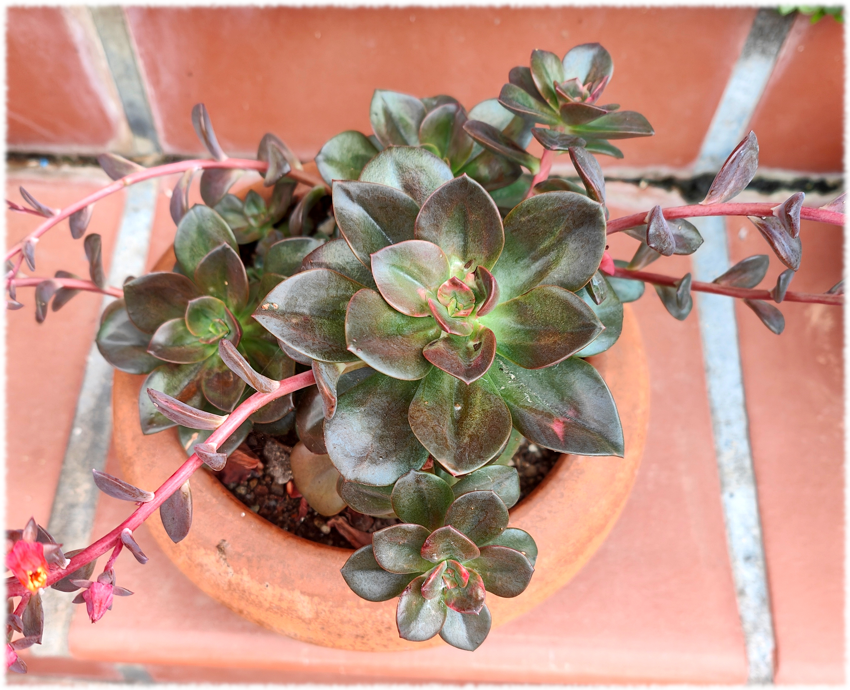 Y la Echeveria Chroma que creo recordar que os la enseñçe con los tallos tumbados y que los corté y replanteé de nuevo