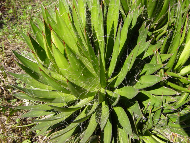 Agave filifera.JPG