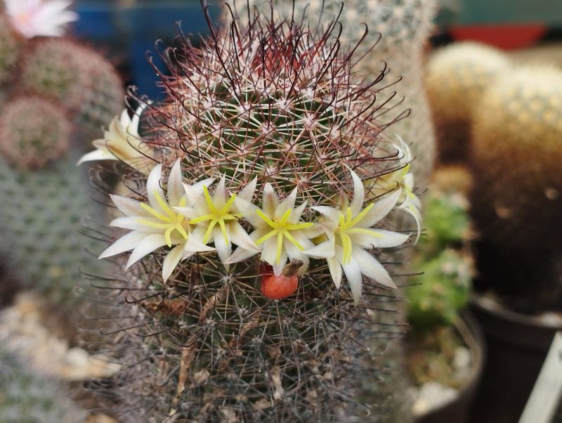 Mammillaria dioica