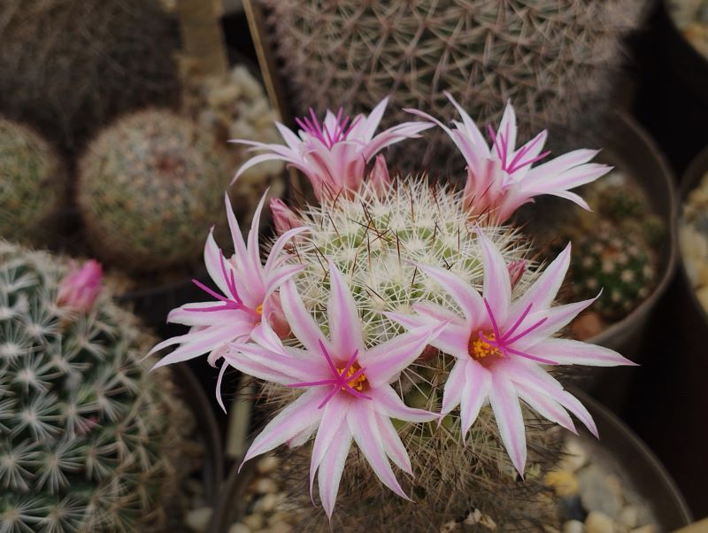 Mammillaria insularis