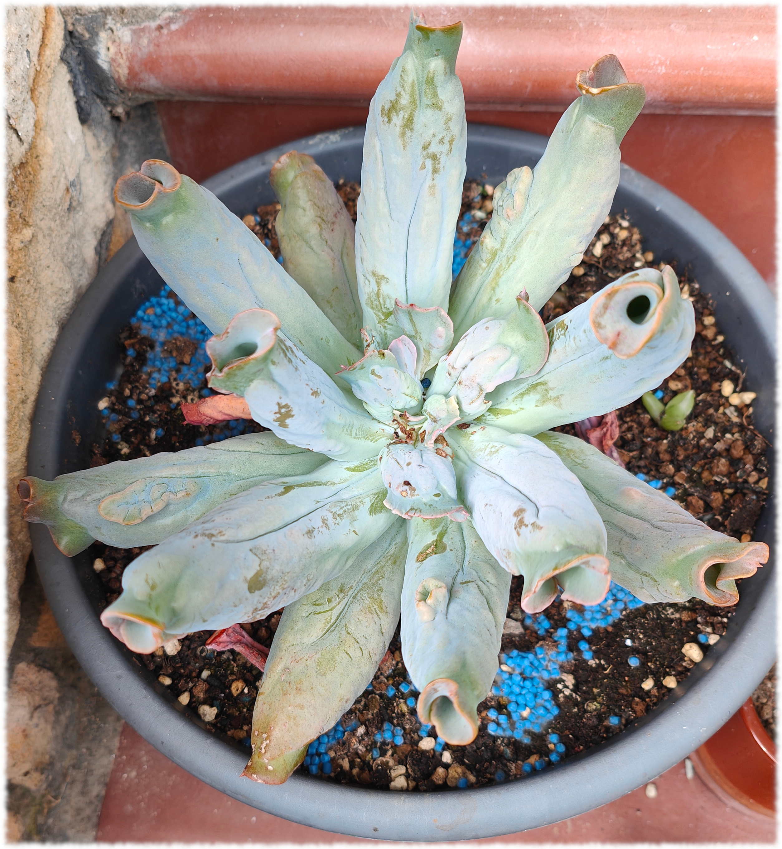 Echeveria Culibra