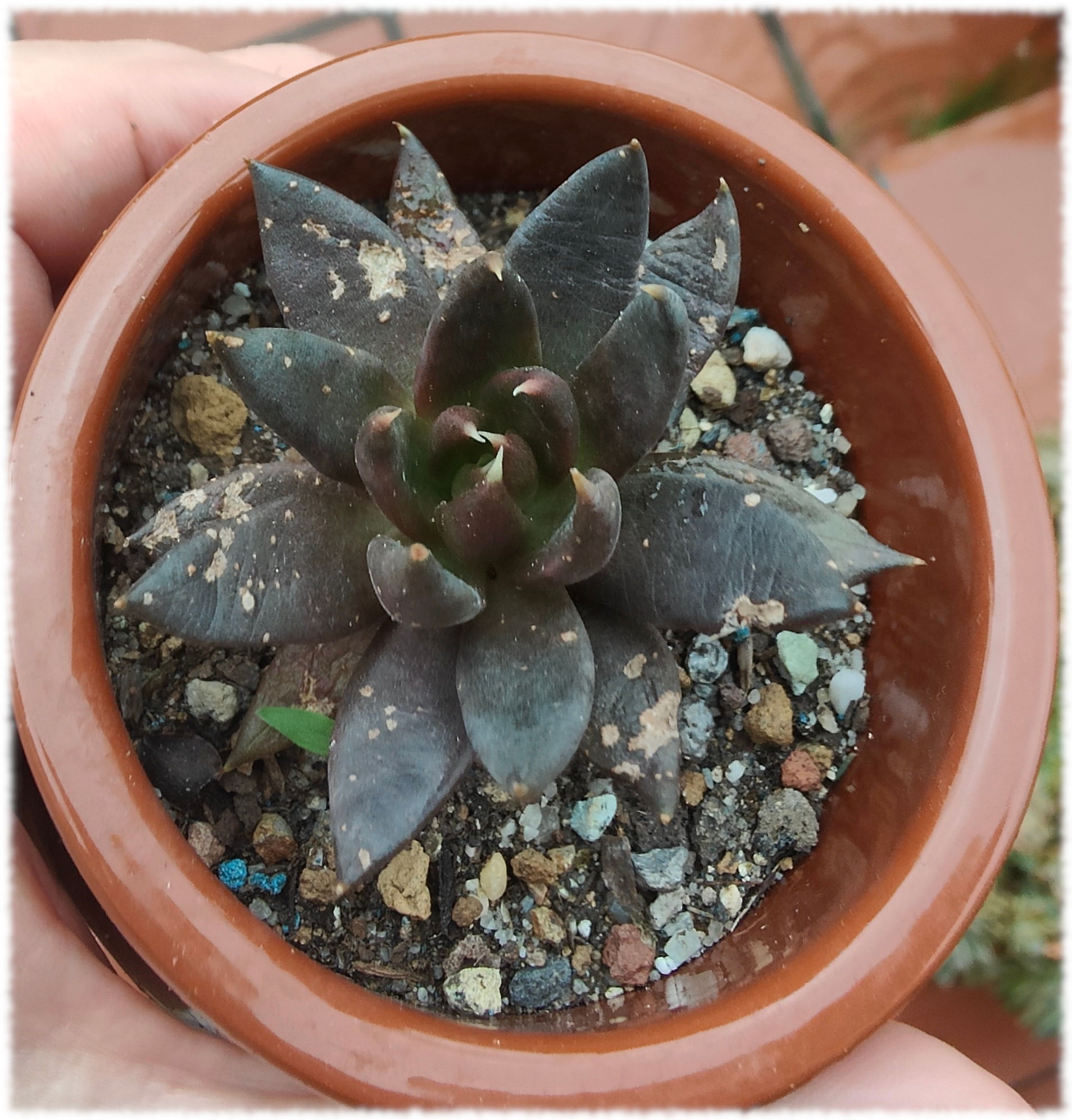 Echeveria affinis. La planta grande murió en un ataque de cochinilla a ver si consigo sacar este esqueje adelante