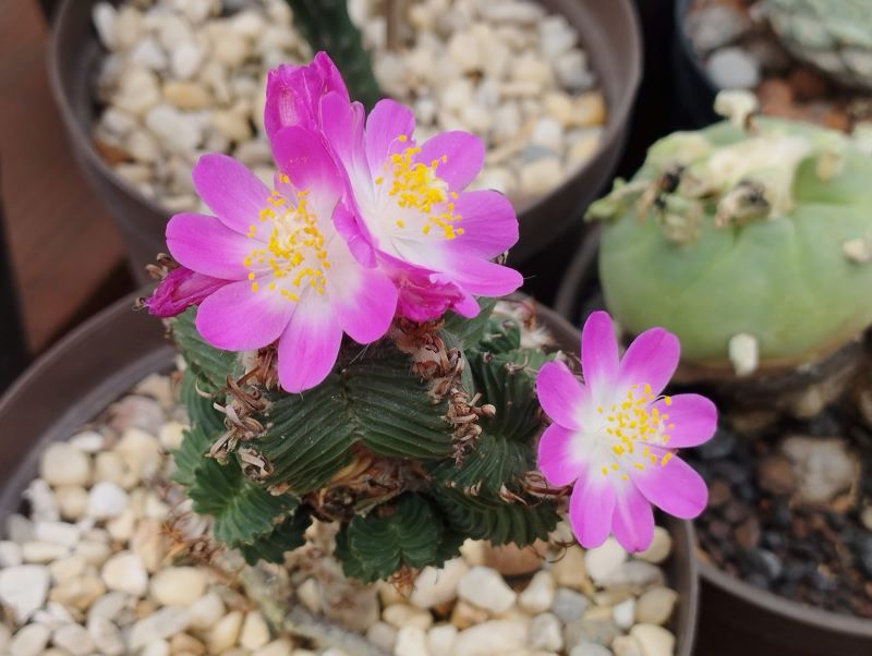 Aztekium valdezii