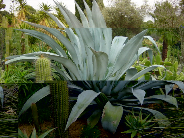 30-Agave americana gigante.JPG